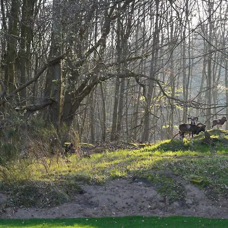 Thormarcon Am Plauer Fuer 20 Gaeste, Sauna, Pool